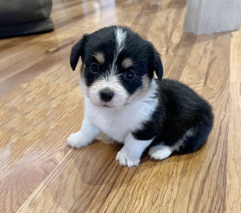 Flopsy's Christmas Corgipoo Litter