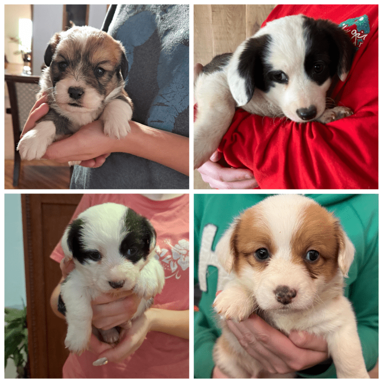 Four puppies from Schnuki's Christmas Corgipoo Litter 2021