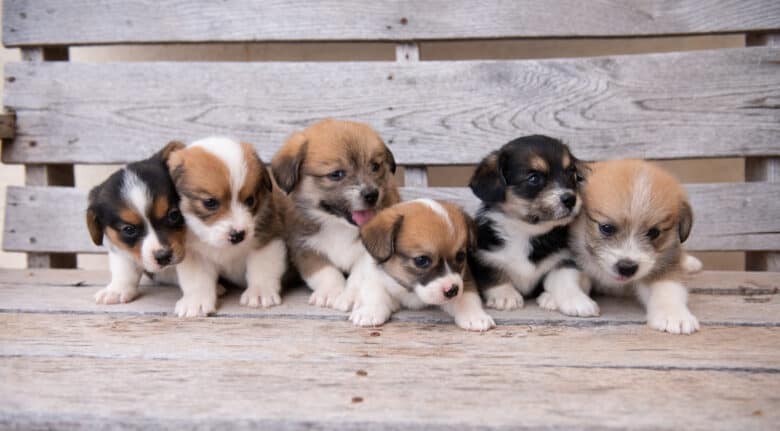 Puppies from Jingles Spring Corgipoo Litter on a bench looking to the right.