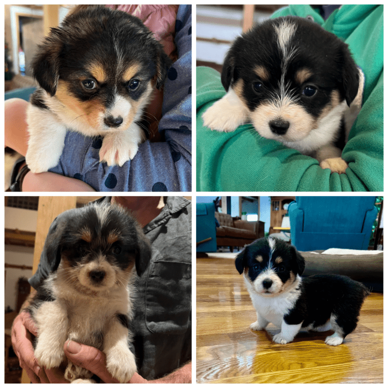 Collage of 4 corgipoo puppies from Flopsy's Christmas Corgipoo Litter