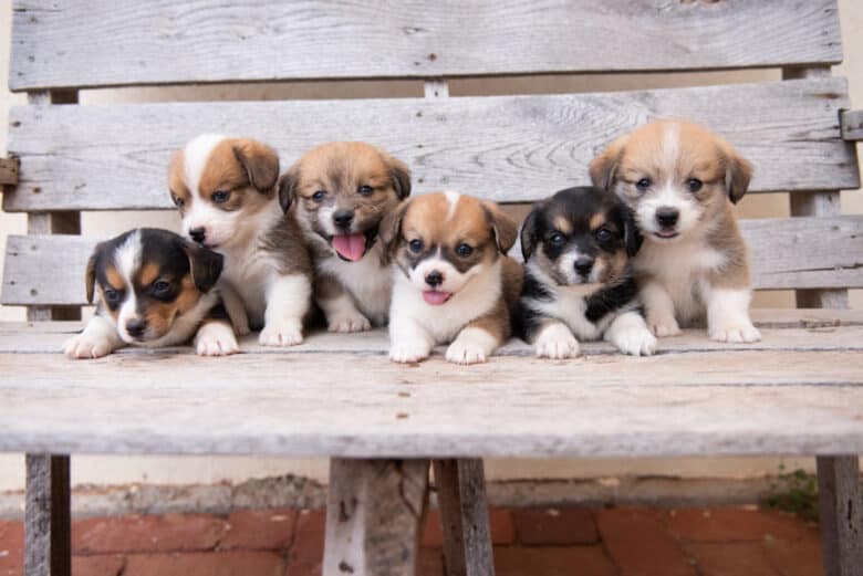All 6 puppies from Jingles' Spring Corgipoo Litter 2022 on a bench.