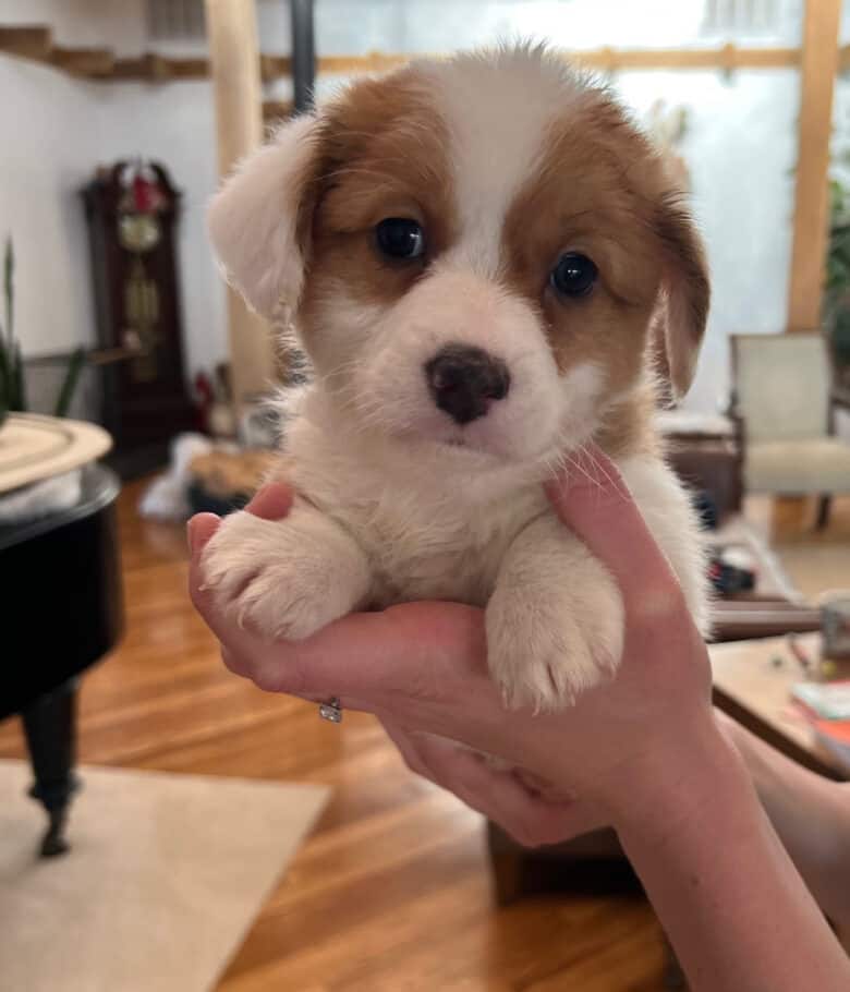 A red and white corgipoo fromSchnuki's Christmas Corgipoo Litter