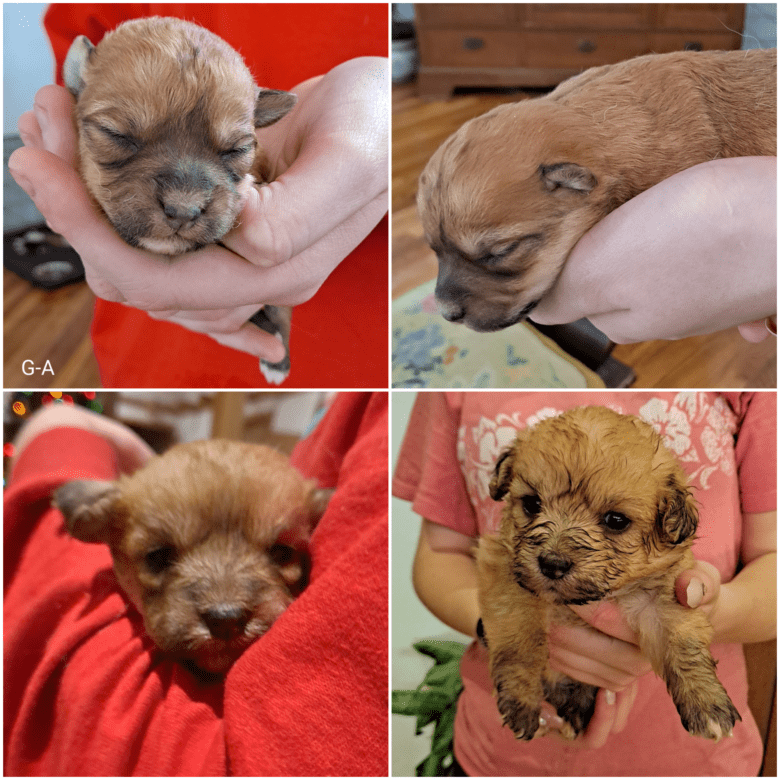 Four images from Schnuki's Christmas Corgipoo Litter of a brown corgipoo puppy showing the growth from birth to 6 weeks.