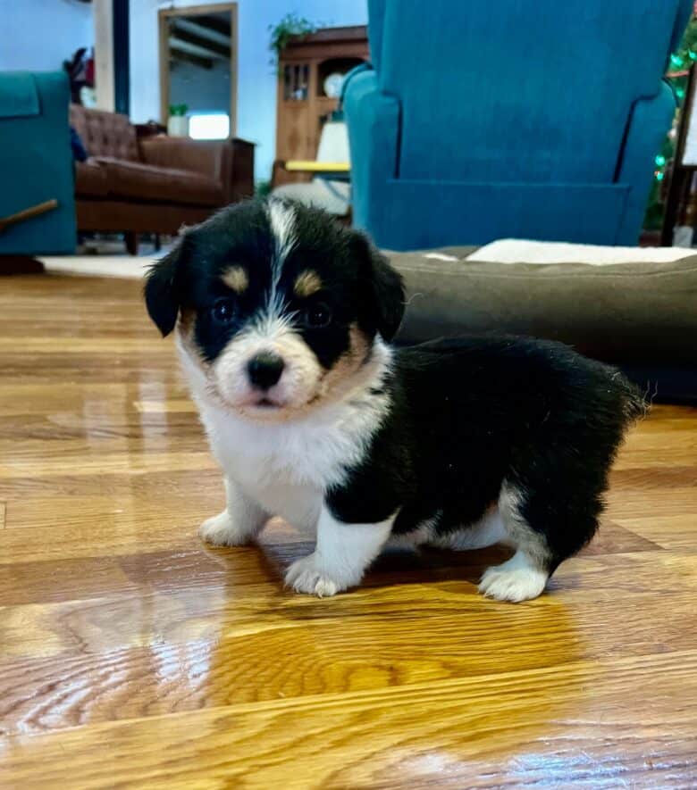 Image showing a cute corgipoo puppy at 6 weeks of age.
