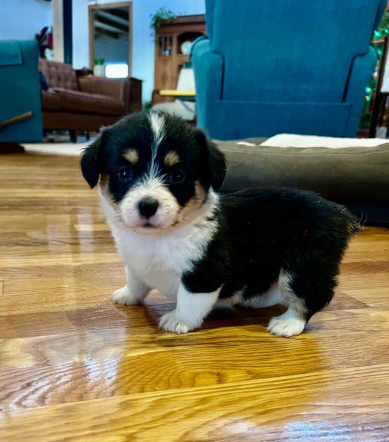 Image showing a cute corgipoo puppy at 6 weeks of age.