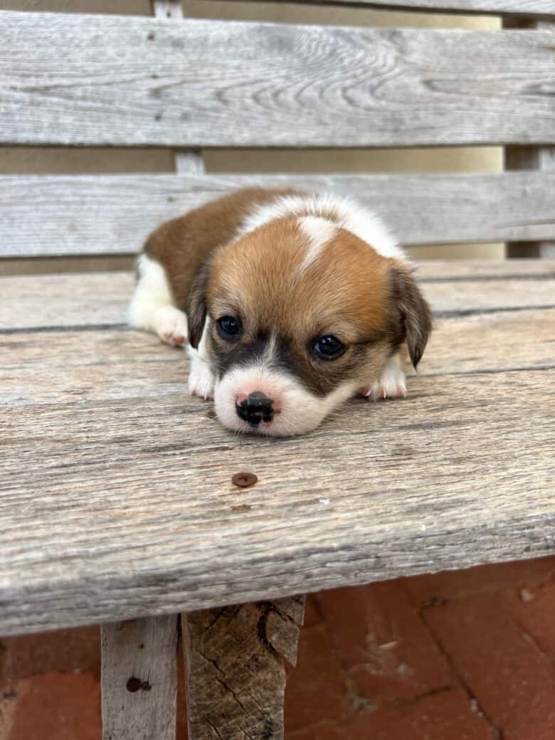 A 5 week old corgipoo puppy from Jingles' Spring Corgipoo Litter 2022