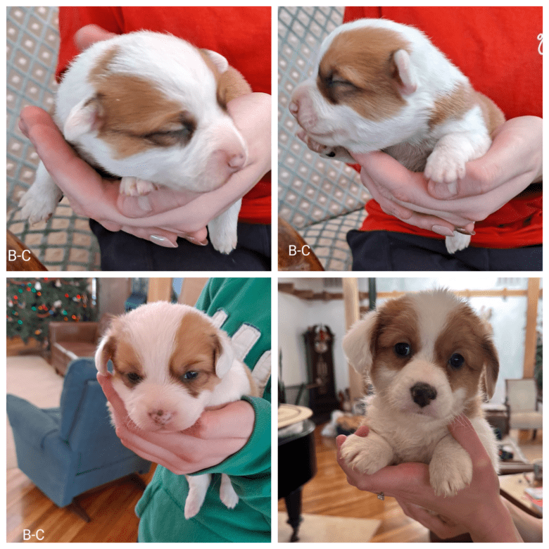 Red and white corgipoo - four images showing the growth of the puppy.