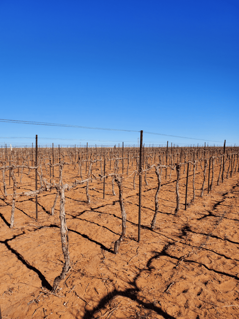 Pruned vines