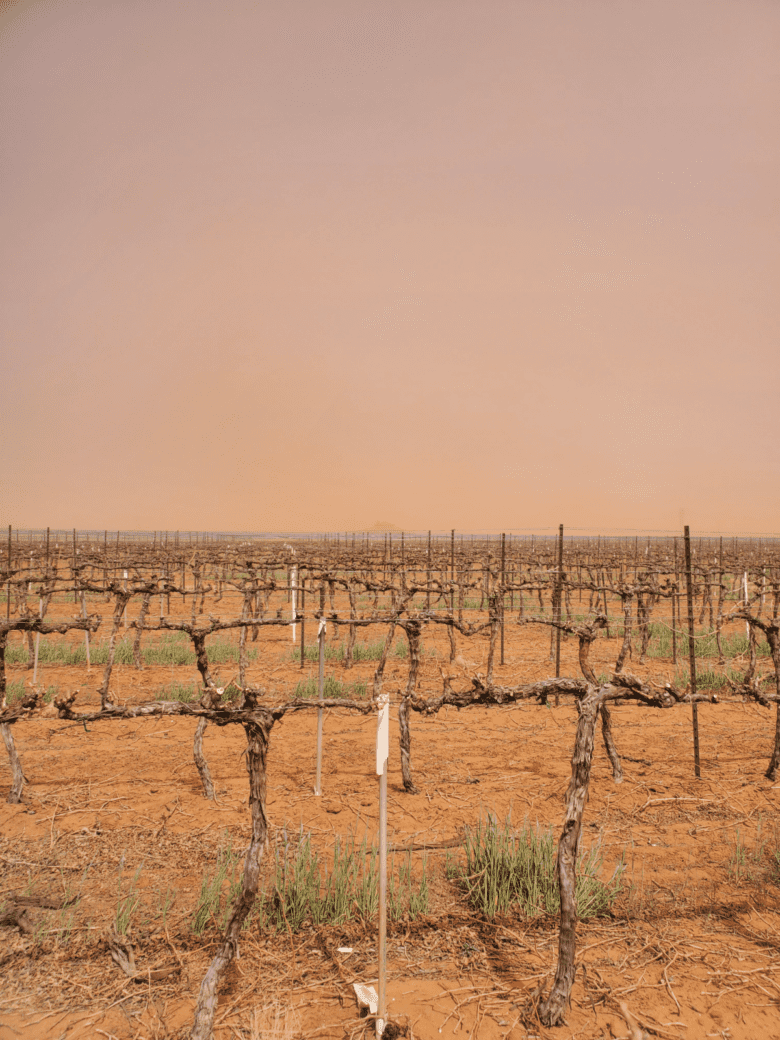 Pruning Time 2022 - A dirty, windy day in the vineyard.