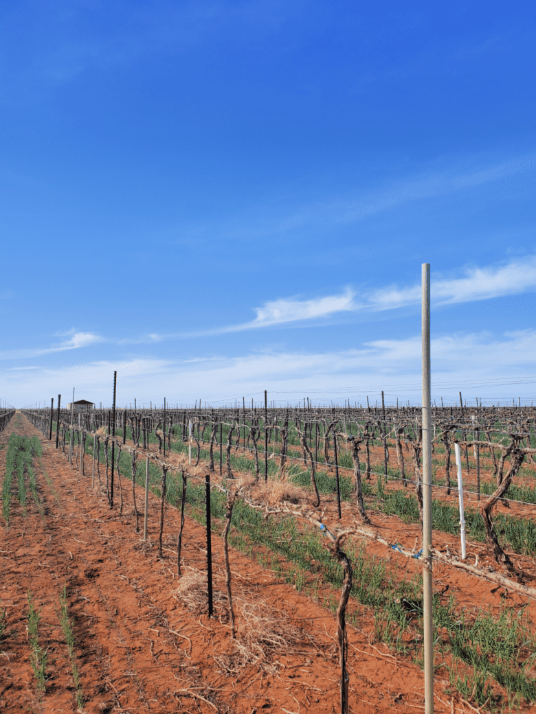 Pruning Time 2022 - A beautiful day in the vineyard.