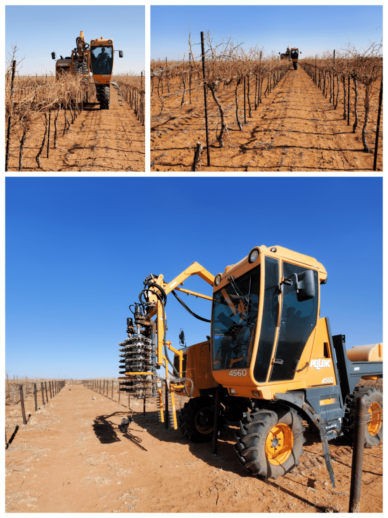 Pruning Time 2022 - Pre-pruner