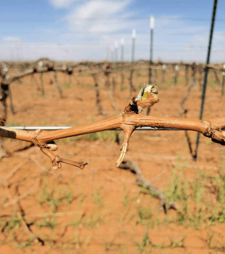  Bud break