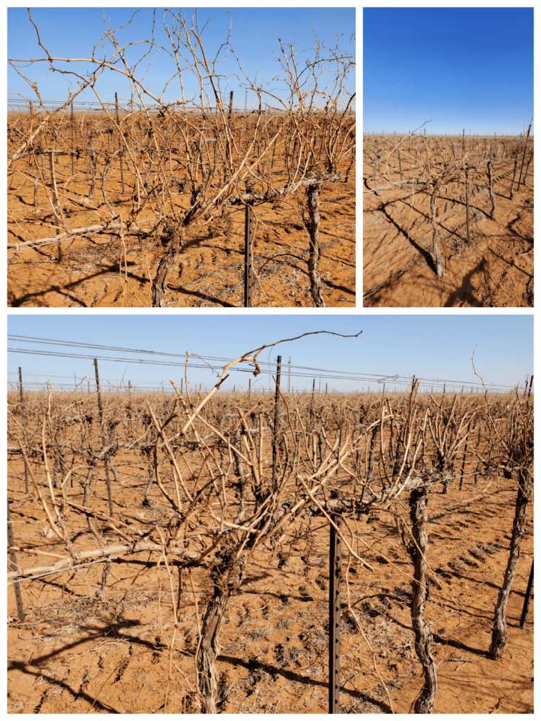 Pre-pruned and unpruned vines