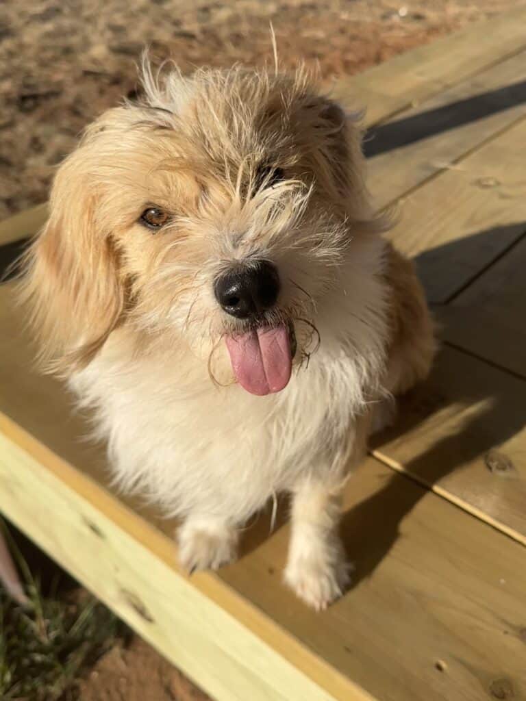 female shaggy corgipoo blonde and tan markings