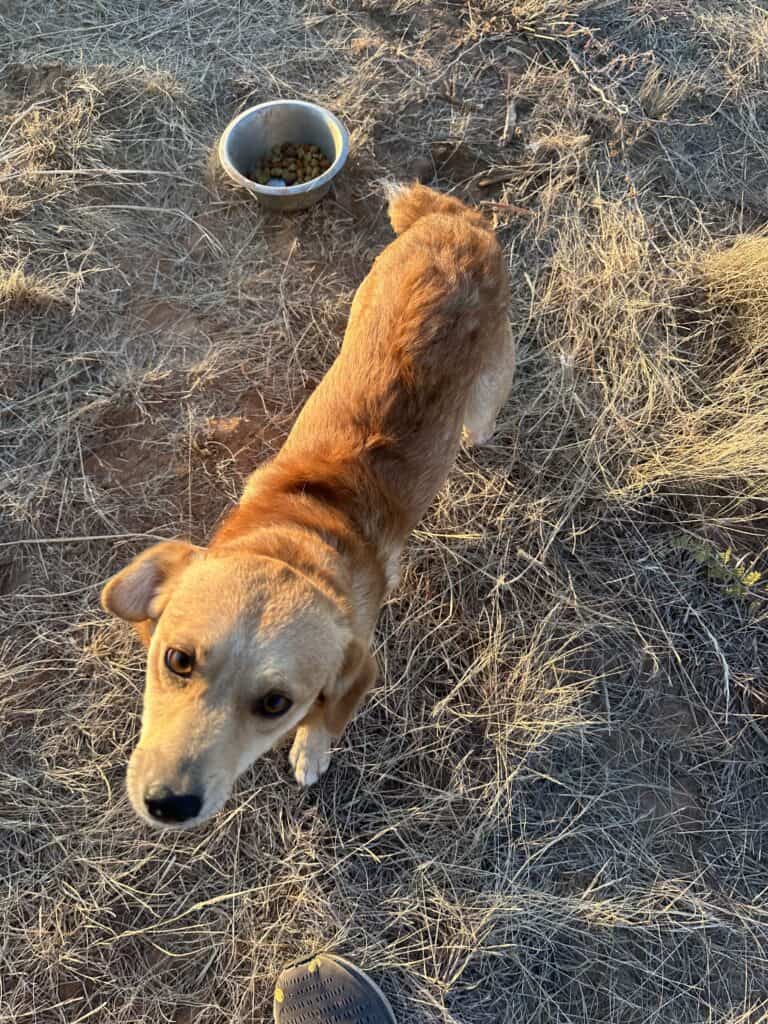 tan corgipoo male 