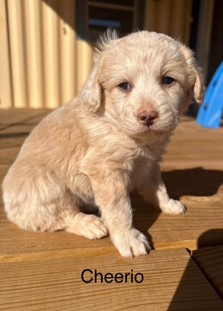 blonde female corgipoo with tan markings