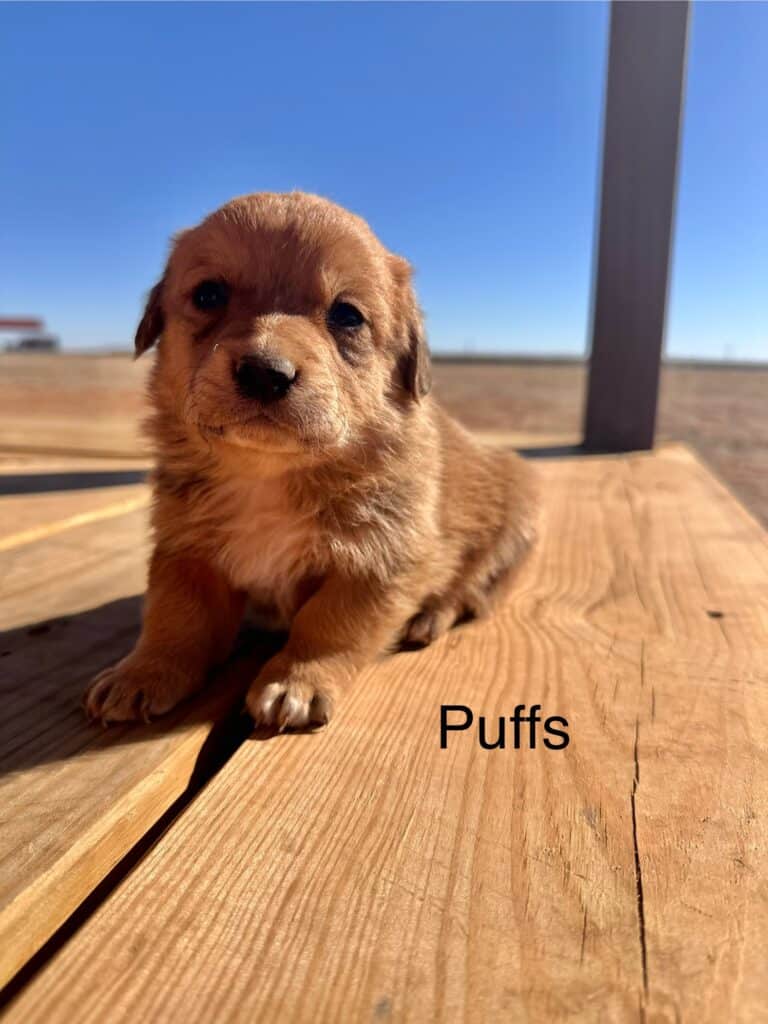Light brown male corgipoo